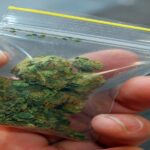 drugs-marijuana-shutterstock_135959468-800x800 - California Family Council
