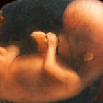 baby in the womb - California Family Council