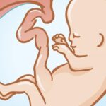 baby - California Family Council