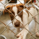 2023-10-18-Californias-No-Kill-Hypocrisy - California Family Council