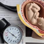 late term abortion - California Family Council Prenatal care scene: a cross-section uterus model with a fetus, plus a stethoscope and blood pressure cuff on exam papers